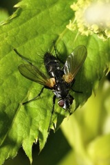Phyllomya volvulus