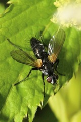 Phyllomya volvulus