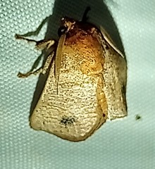 Natada nigripuncta