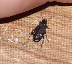 Tetragonoderus
