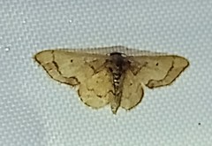 Idaea kendallaria