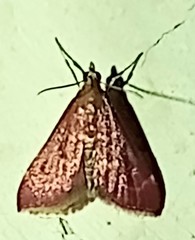 Pyrausta inornatalis