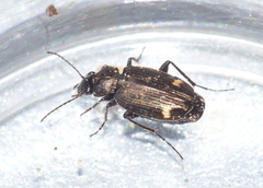 Tetragonoderus