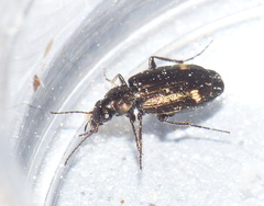 Tetragonoderus
