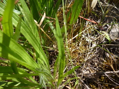 Plantago gaudichaudii