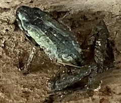 Anura