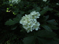 Crataegus pentagyna