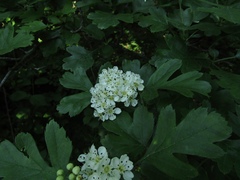 Crataegus pentagyna