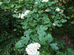 Crataegus pentagyna