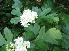 Crataegus pentagyna