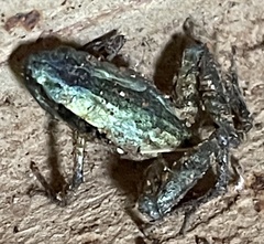 Anura