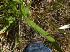 Plantago gaudichaudii
