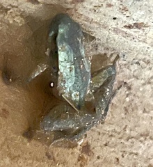Anura