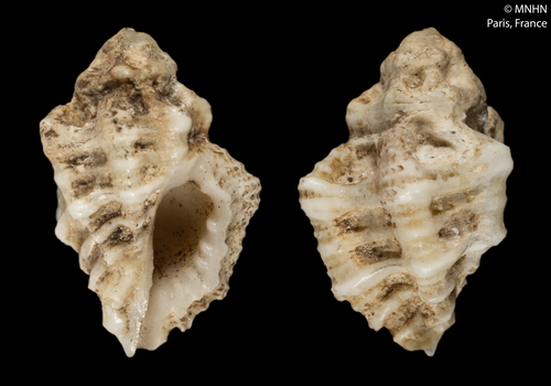 Murichorda fiscellum