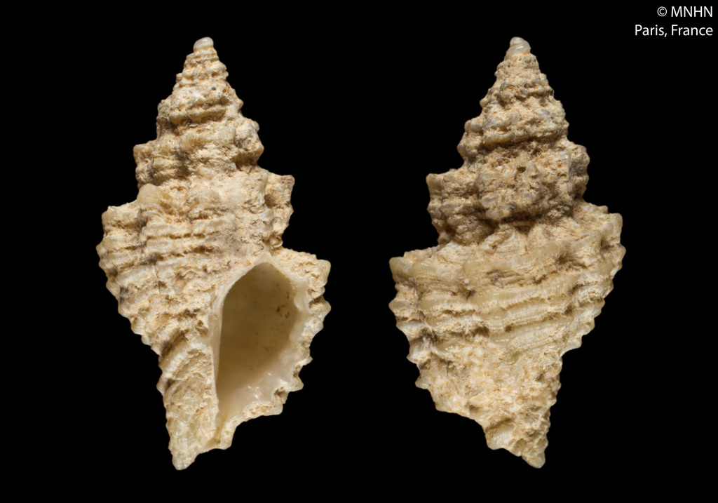Murexsul aradasii