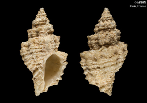 Murexsul aradasii