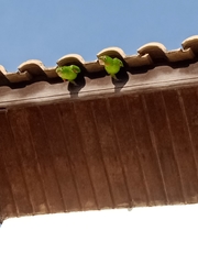 Psittacara leucophthalmus