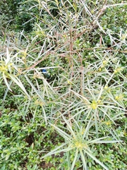 Angiospermae