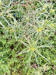 Angiospermae