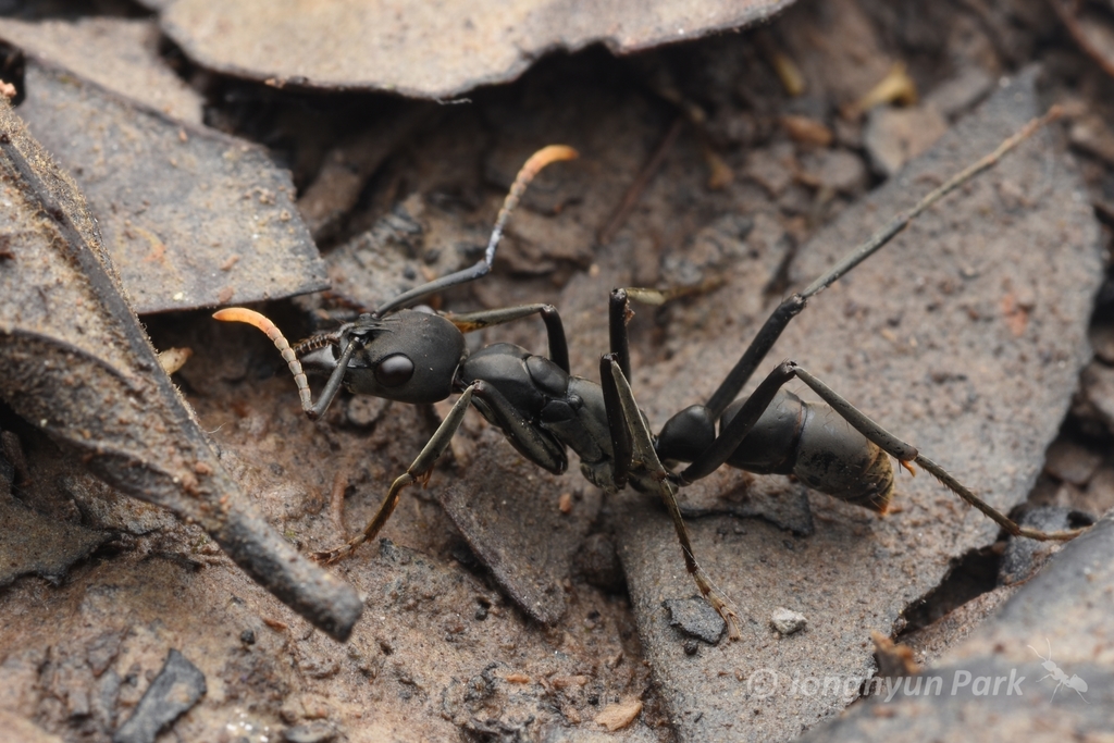 Neoponera apicalis