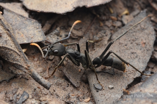 Neoponera apicalis