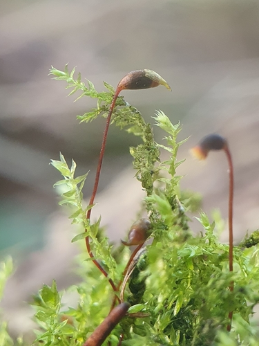 Showy Feather-moss (Oxyrrhynchium speciosum)