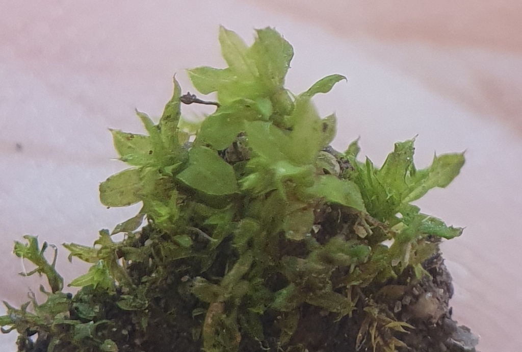 Short Pottia