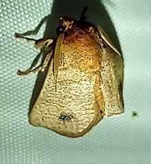 Natada nigripuncta