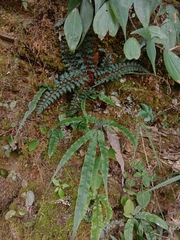Pteris rugosifolia