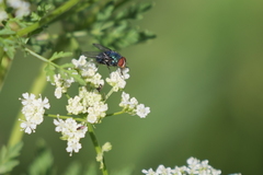 Lucilia eximia