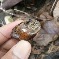 Pythiinae