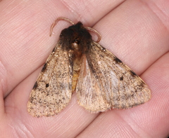 Canararctia rufescens