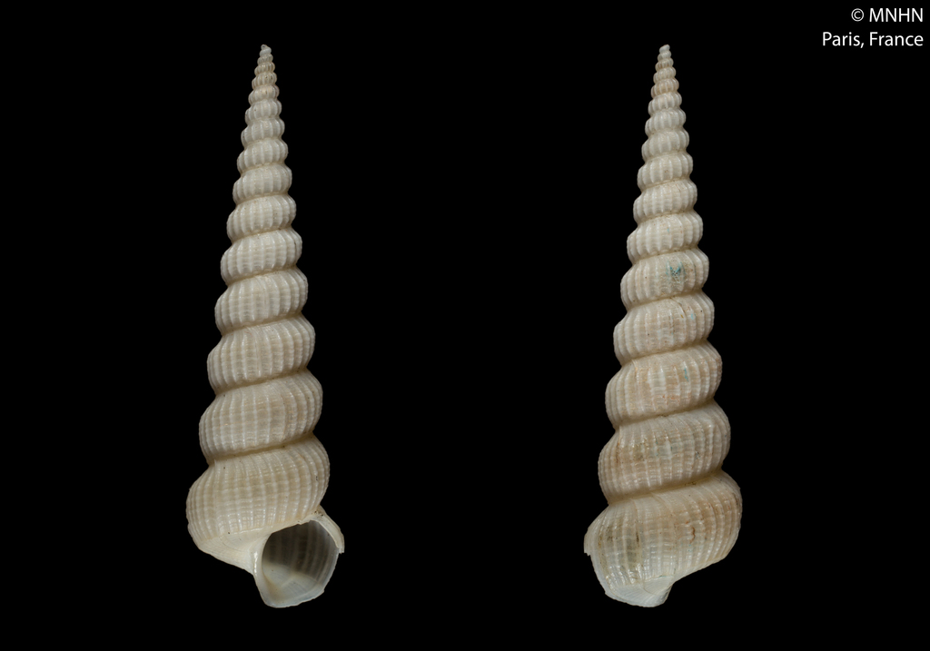 Cylindriscala