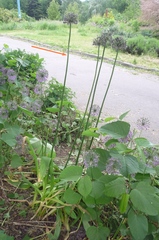 Allium aflatunense