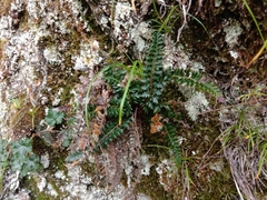 Polystichum acanthophyllum