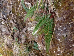 Polystichum acanthophyllum