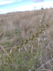 Asparagus acutifolius