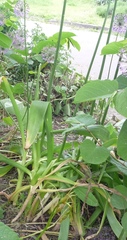 Allium aflatunense