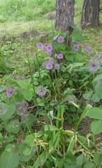 Allium aflatunense