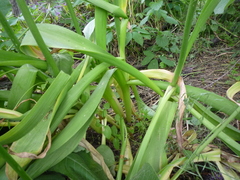 Allium aflatunense
