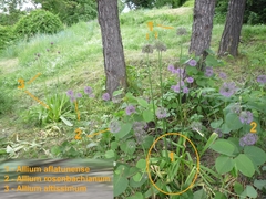 Allium aflatunense