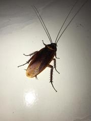 Periplaneta americana