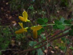 Cytisophyllum sessilifolium