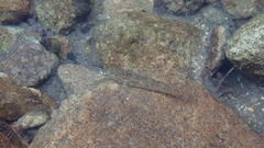 Rhinogobius duospilus