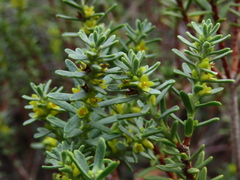 Thymelaea tinctoria