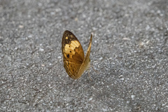 Cupha erymanthis lotis