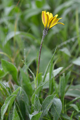 Tragopogon reticulatus