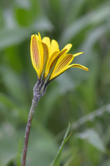 Tragopogon reticulatus