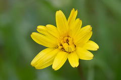 Tragopogon reticulatus