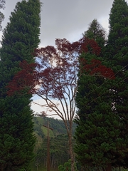 Euphorbia cotinifolia